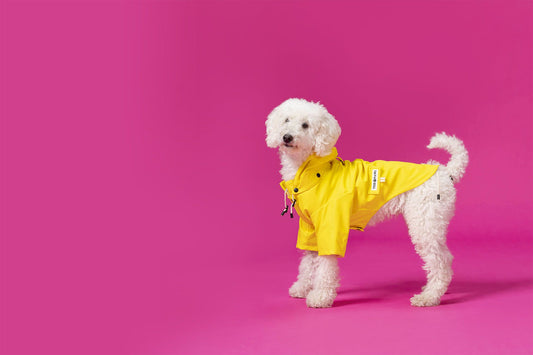The Ultimate Guide To Measure Up Your Dog For New Clothes