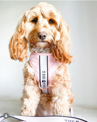 Brooklyn Dog Harness Blush